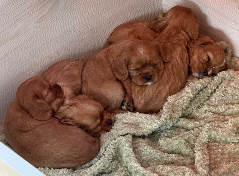 KC Reg Cavalier King Charles Puppies for sale in Antrim, County Antrim