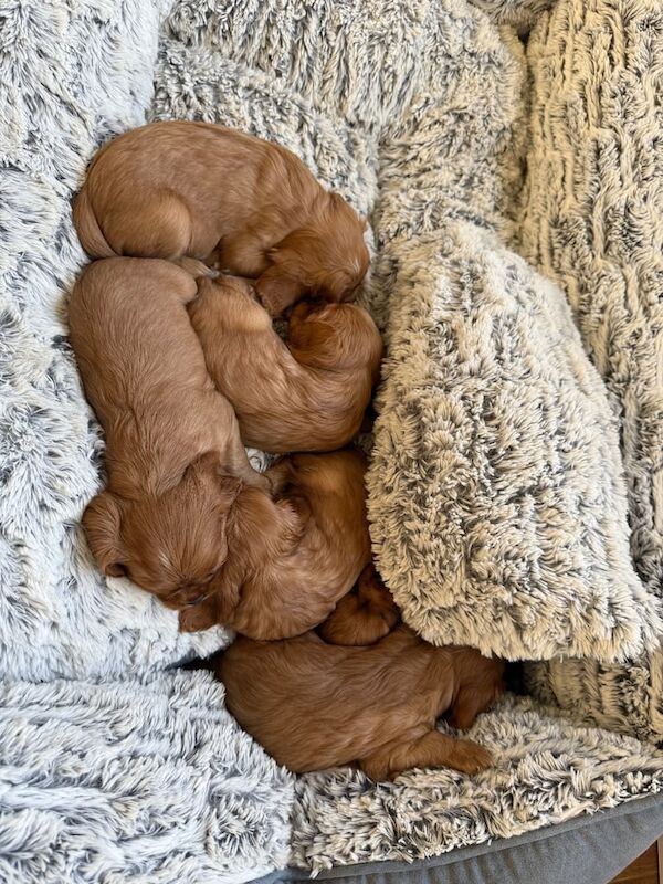 KC Reg Cavalier King Charles Puppies for sale in Antrim, County Antrim | Image 2