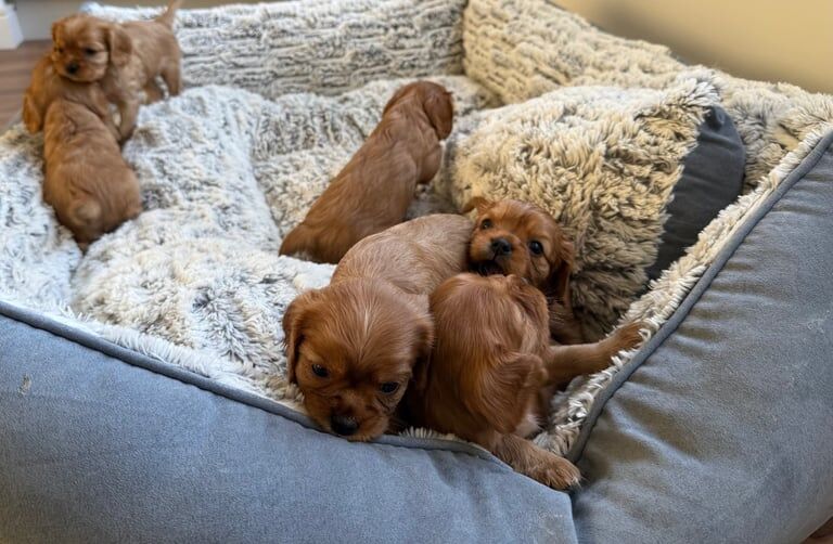 KC Reg Cavalier King Charles Puppies for sale in Antrim, County Antrim | Image 3