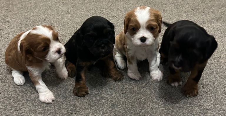 Cavalier King Charles Spaniel puppies for sale in Stoke-on-Trent, Staffordshire – KC registered, 5 weeks old