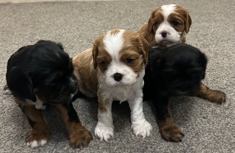Cavalier King Charles Spaniel puppies for sale in Stoke-on-Trent, Staffordshire – KC registered, 5 weeks old - Image 2 of 4