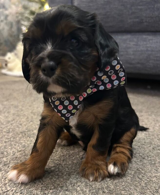 Cavalier King Charles Spaniel puppies for sale in Stoke-on-Trent, Staffordshire – KC registered, 5 weeks old - Image 4 of 4