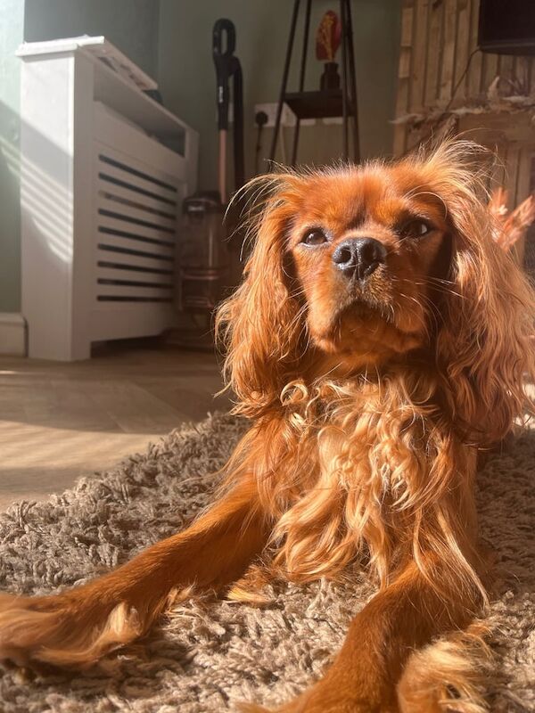 Cavalier King Charles Spaniel puppies for sale in Louth, Lincolnshire – 3 years old