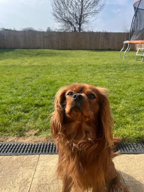 Cavalier King Charles Spaniel puppies for sale in Louth, Lincolnshire – 3 years old - Image 3 of 3