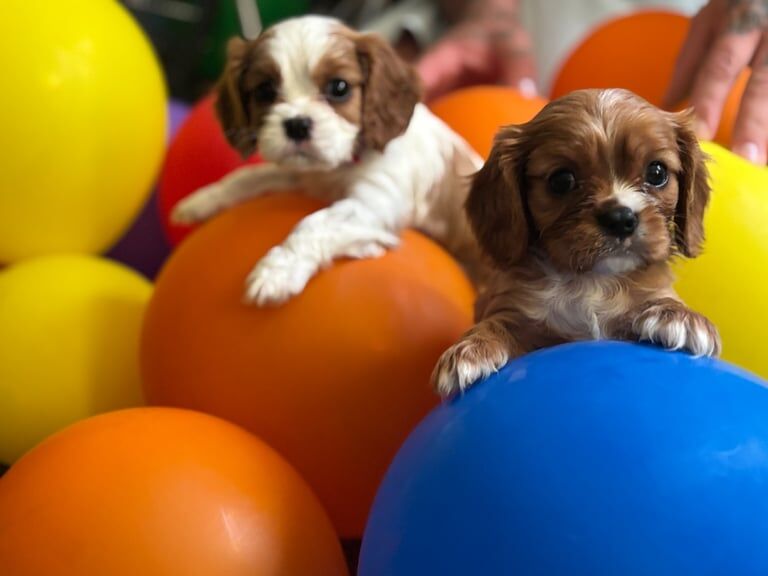 Cavalier King Charles Spaniel puppies for sale in Wick, West Sussex – 6 weeks old