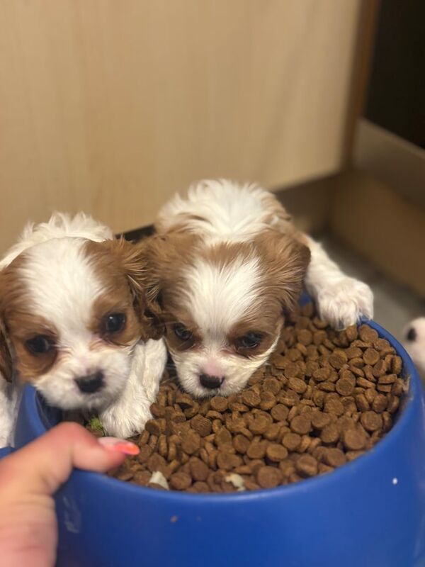 king charles cavalier - Image 2 of 3