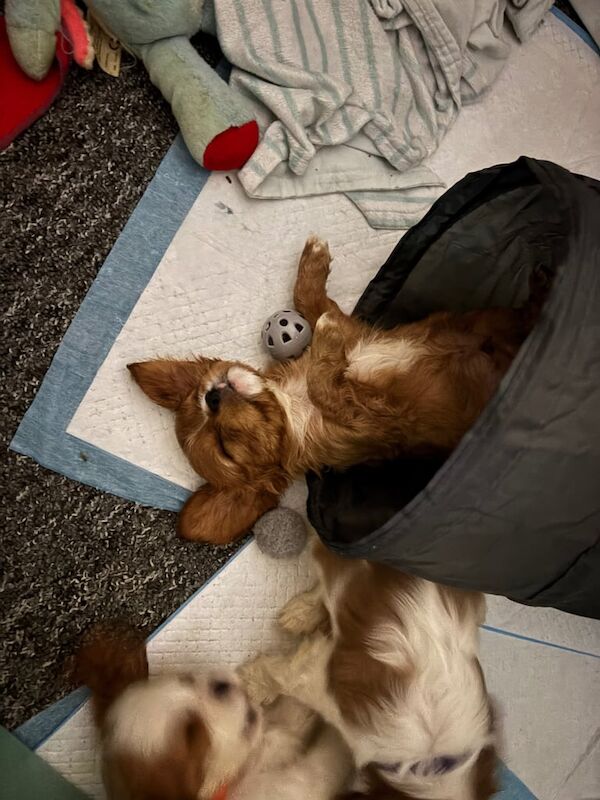 king charles cavalier - Image 3 of 3