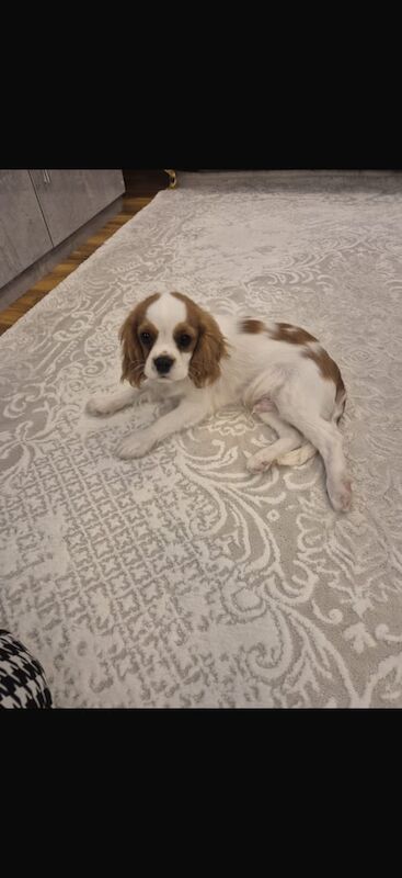 Cavalier King Charles Spaniel puppies for sale in Ladbroke, Warwickshire – 5 months old