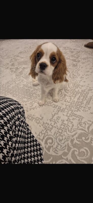 Cavalier King Charles Spaniel puppies for sale in Ladbroke, Warwickshire – 5 months old - Image 2 of 3