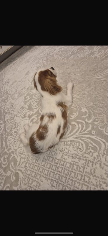 Cavalier King Charles Spaniel puppies for sale in Ladbroke, Warwickshire – 5 months old - Image 3 of 3