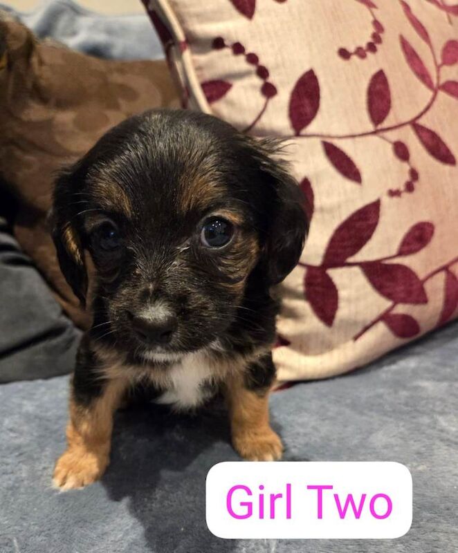 King Charles Spaniel Puppies For Sale