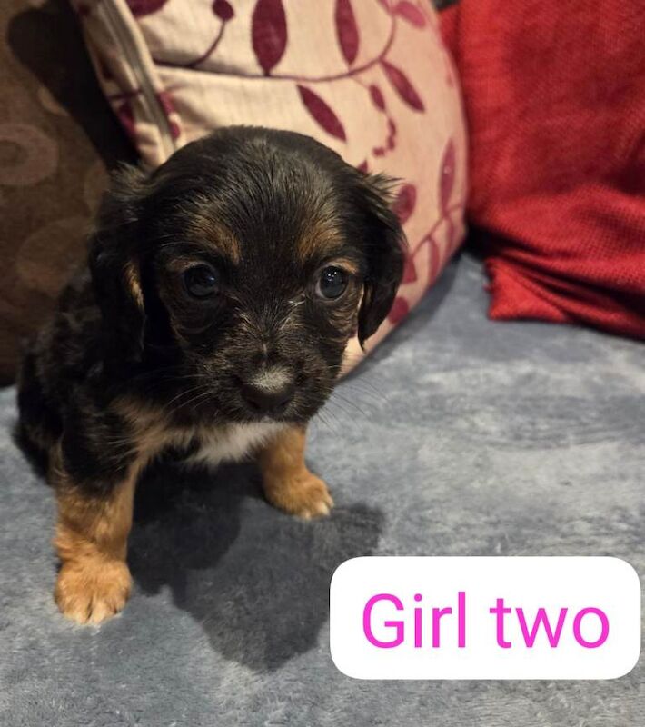 King charles cavalier cross - Image 2 of 4