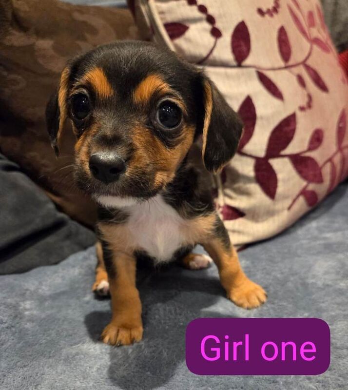 King charles cavalier cross - Image 3 of 4