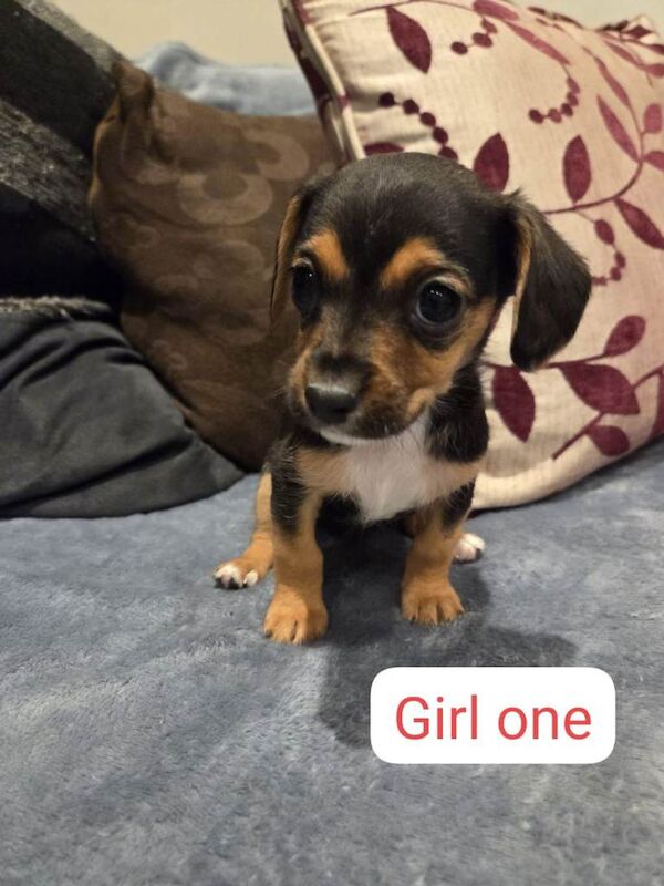 King charles cavalier cross - Image 4 of 4