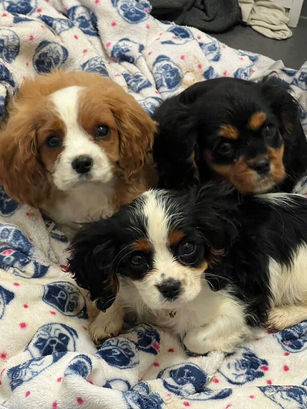 Cavalier King Charles Spaniel puppies for sale in Park Street, Hertfordshire – 3 months old - Image 2 of 3