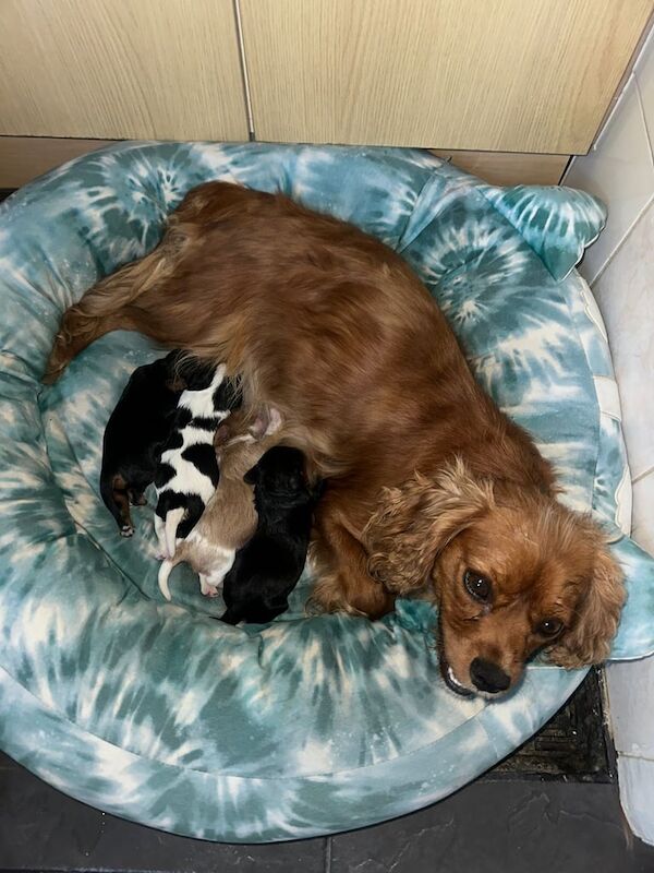 Cavalier King Charles Spaniel puppies for sale in Park Street, Hertfordshire – 3 months old - Image 3 of 3