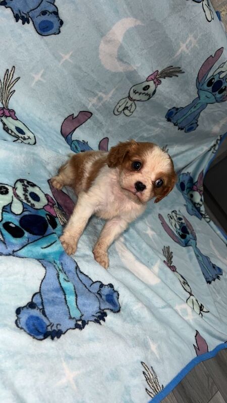 King Charles cavalier puppy
