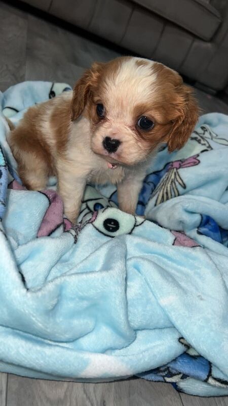 King Charles cavalier puppy - Image 2 of 3