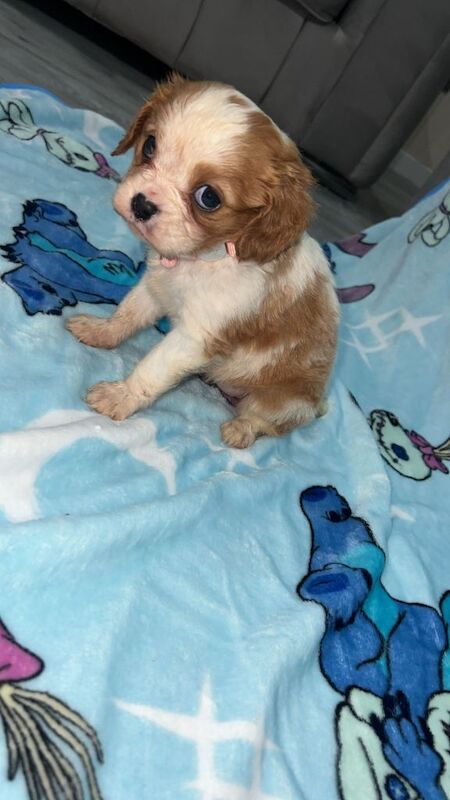 King Charles cavalier puppy - Image 3 of 3