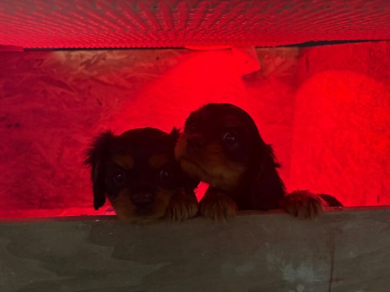 Cavalier King Charles Spaniel puppies for sale in Garvagh, County Londonderry – KC registered, 8 weeks old