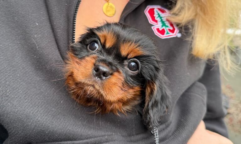 Cavalier King Charles Spaniel puppies for sale in Garvagh, County Londonderry – KC registered, 8 weeks old - Image 2 of 4