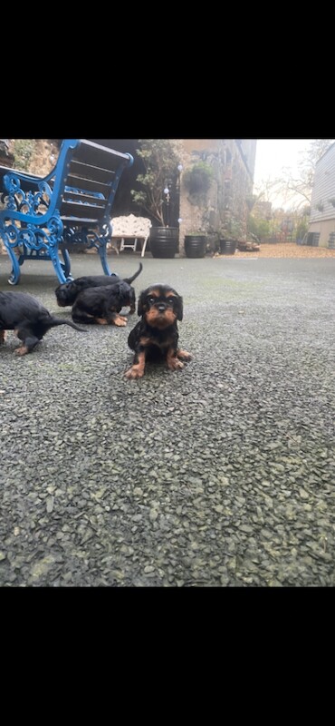 Cavalier King Charles Spaniel puppies for sale in Garvagh, County Londonderry – KC registered, 8 weeks old - Image 3 of 4