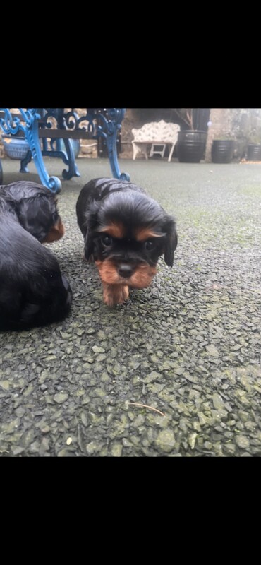Cavalier King Charles Spaniel puppies for sale in Garvagh, County Londonderry – KC registered, 8 weeks old - Image 4 of 4