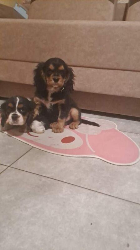 Cavalier King Charles Spaniel puppies for sale in Perth, Perth And Kinross – 3 months old