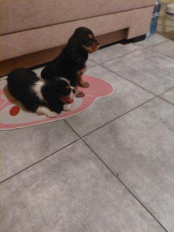 Cavalier King Charles Spaniel puppies for sale in Perth, Perth And Kinross – 3 months old - Image 3 of 3