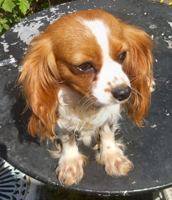 King Charles Cavalier, spaniel for sale in Coalville, Leicestershire