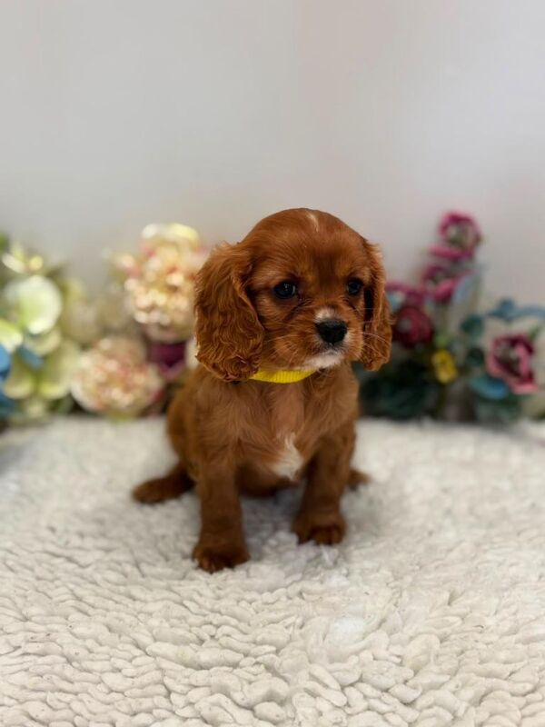King Charles cavalier spaniel pups - Image 4 of 4