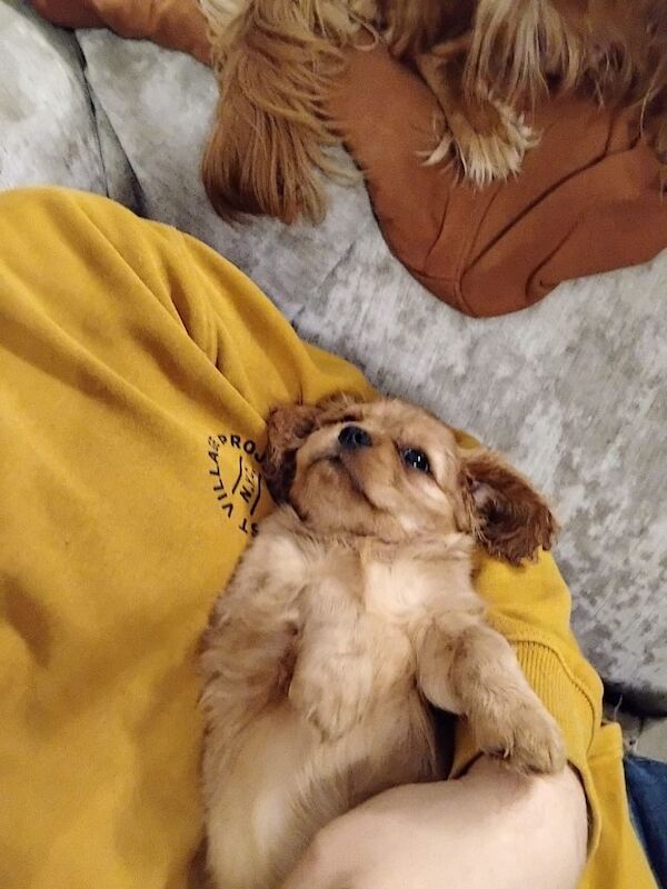 Cavalier King Charles Spaniel puppies for sale in Sudbury, Suffolk – 12 weeks old
