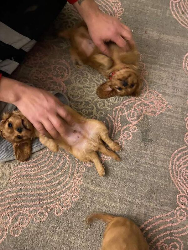 Cavalier King Charles Spaniel puppies for sale in Sudbury, Suffolk – 7 weeks old - Image 2 of 4