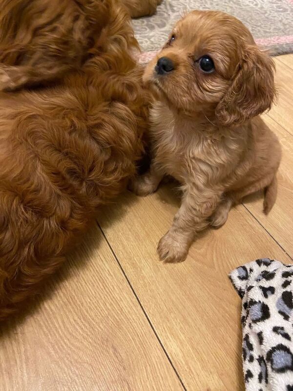 Cavalier King Charles Spaniel puppies for sale in Sudbury, Suffolk – 7 weeks old - Image 3 of 4