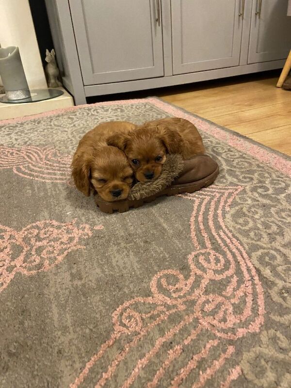 Cavalier King Charles Spaniel puppies for sale in Sudbury, Suffolk – 7 weeks old - Image 4 of 4