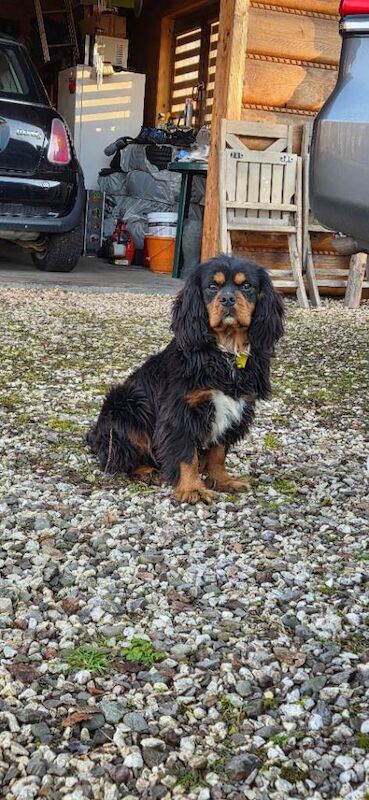 Cavalier King Charles Spaniel puppies for sale in Perth, Perth and Kinross – 7 months old