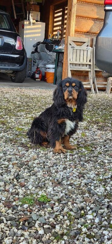 Cavalier King Charles Spaniel puppies for sale in Perth, Perth and Kinross – 7 months old - Image 2 of 6