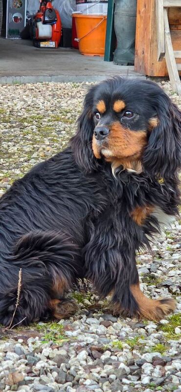 Cavalier King Charles Spaniel puppies for sale in Perth, Perth and Kinross – 7 months old - Image 3 of 6