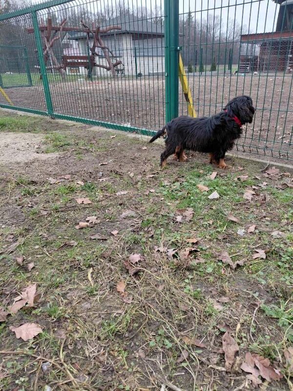 Cavalier King Charles Spaniel puppies for sale in Perth, Perth and Kinross – 7 months old - Image 4 of 6