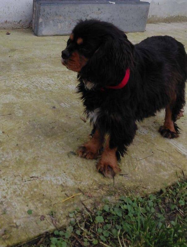 Cavalier King Charles Spaniel puppies for sale in Perth, Perth and Kinross – 7 months old - Image 5 of 6