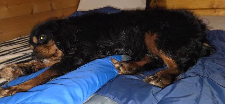 Cavalier King Charles Spaniel puppies for sale in Perth, Perth and Kinross – 7 months old - Image 6 of 6