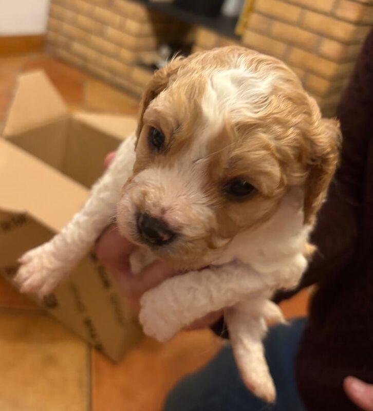 Cavalier King Charles Spaniel puppies for sale in Kinawley, County Fermanagh – 4 weeks old - Image 2 of 3