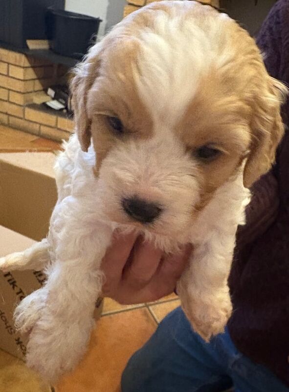 Cavalier King Charles Spaniel puppies for sale in Kinawley, County Fermanagh – 4 weeks old - Image 3 of 3