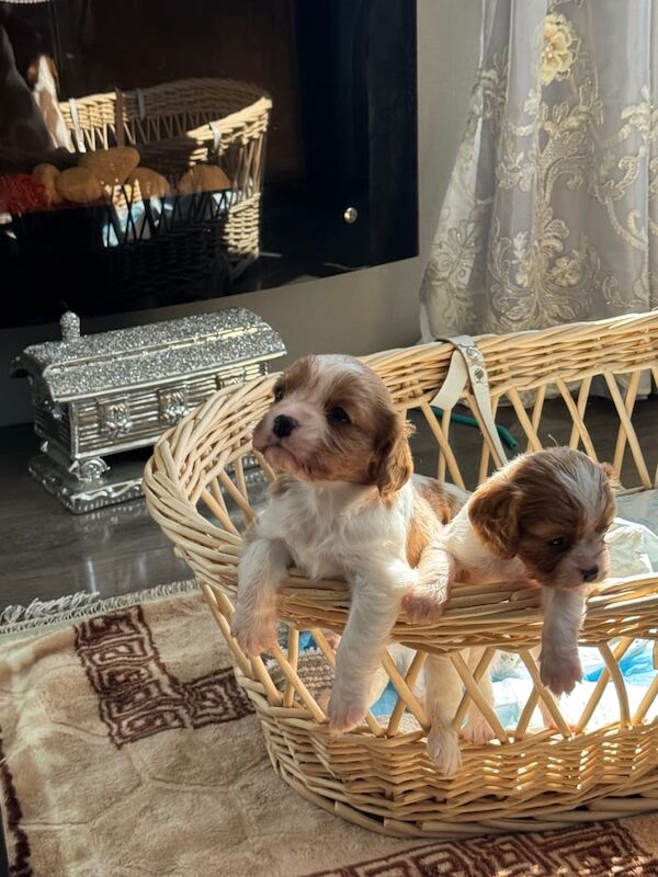 King Charles puppies only one girl left for sale in Fraserburgh, Aberdeenshire