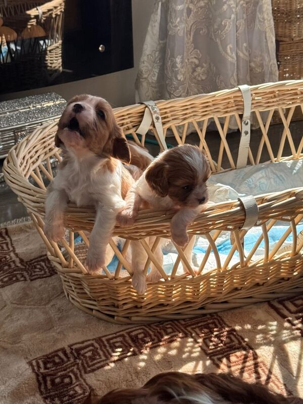 King Charles puppies only one girl left for sale in Fraserburgh, Aberdeenshire | Image 2