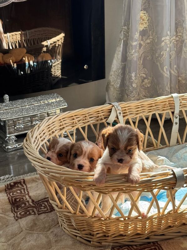 King Charles puppies only one girl left for sale in Fraserburgh, Aberdeenshire | Image 3