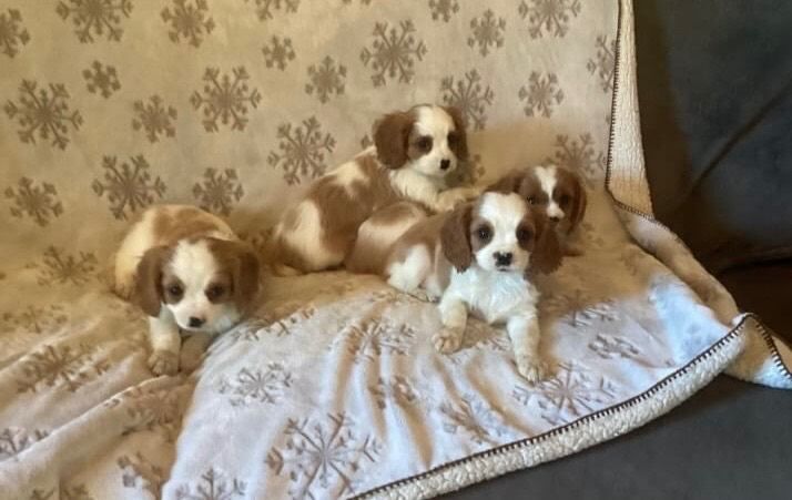 Cavalier King Charles Spaniel puppies for sale in Belfast, County Antrim – 9 weeks old
