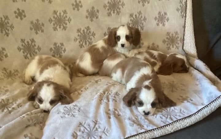 King Charles pups - Image 2 of 4