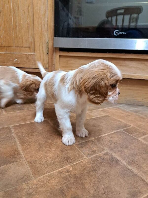 Cavalier King Charles Spaniel puppies for sale in Enniskillen, County Fermanagh – 9 weeks old