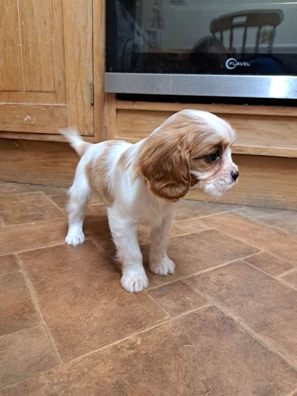 Cavalier King Charles Spaniel puppies for sale in Enniskillen, County Fermanagh – 9 weeks old - Image 2 of 3
